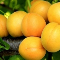 Саженцы абрикоса купить в Екатеринбурге по лучшей цене в питомнике